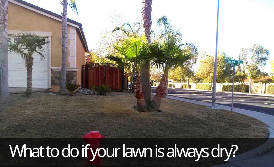 What to do if your lawn is always dry? Dry Lawn